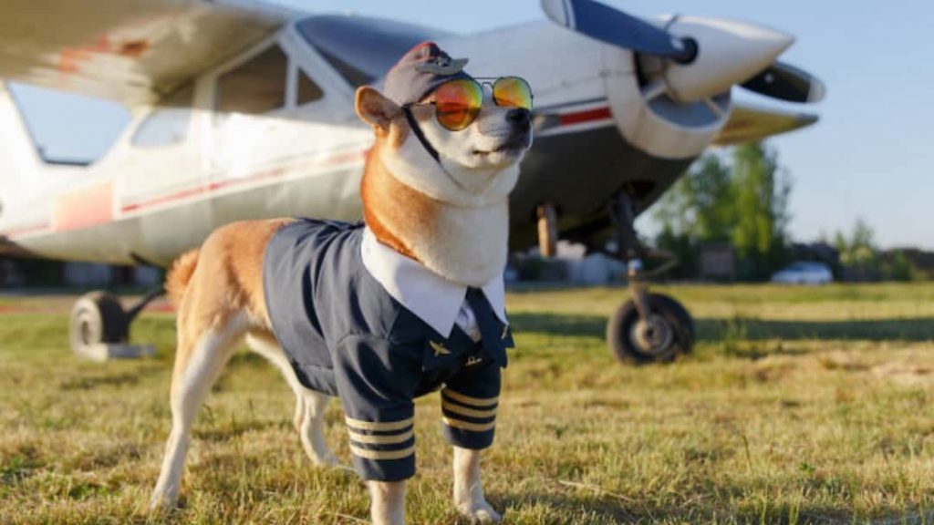 Are ESAs Really Banned on Airplanes? Let’s Find Out